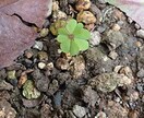 あなたが望む結果に導くためのリーディングします タロットで気づきをお伝えし、魂を愛のエネルギーで癒します イメージ1