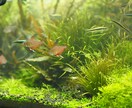 水草、メダカの育て方教えます 水草歴10年フリマアプリ販売数　年1万本 イメージ7