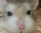 あなたが今お話ししたいその気持ち、私がお聞きします 悩み・愚痴・不安・自慢話・誰かと話したい、何でも大丈夫です！ イメージ4