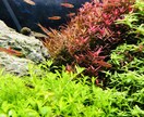 ショップの元店長が的確な熱帯魚の飼育お教えします アクアリウムを始める方、お悩み中の方、なんでも相談乗ります。 イメージ2