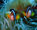 ダイビングで撮った水中写真を提供します 完全オリジナル！魚や珊瑚の水中写真を１枚１００円で！Ｂセット イメージ5