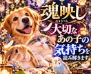魂映し｜大切なあの子の気持ちを読み解きます 『即日鑑定』24時間以内　独自の鑑定/魂映しにて丁寧に鑑定 イメージ1