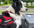 河口湖周辺の犬と行けるカフェの情報を提供します 河口湖で愛犬と過ごすカフェ時間をもっと安心で楽しいものに イメージ9