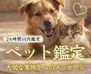 ペット鑑定｜大切なあの子の気持ちを霊視します 虹の橋を渡った愛する家族からのメッセージをお届けします イメージ1