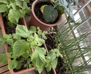 初めての家庭菜園でやるならこれ！相談のります ネットで調べたけど、うちの場合は、、、？サポートします！ イメージ2