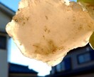 忙しい貴方に代わり、カルセドニー玉髄拾いに行きます 原石から物作りしたい方、原石が好きな方、ご利用ください。 イメージ2