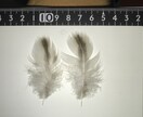 分からない野鳥教えます 〜初心者から最短で野鳥博士になりませんか？〜 イメージ9