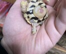 爬虫類の飼育相談を承ります 爬虫類全般の飼育相談！※専門雑誌掲載経験が複数回あります イメージ6