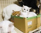 現役猫ボラが猫の多頭飼育の相談にのります 40匹の猫と暮らす現役猫ボラがあらゆる問題を解決に導きます イメージ2