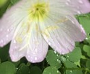 あなたの「ちょうどいい存在」としてここにいます 話したいことを自由に話せる☘あなた時間☘すべて受けとめます♪ イメージ7