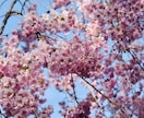 幸せを見つけるヒント❀/人生の悩み解決します ❀日常に溢れている小さな幸せを見つけるヒントを差し上げます❀ イメージ3