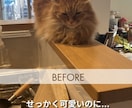 猫のプロが教える！スマホ撮影上達をサポートします 猫歴20匹×プロ18年の撮影添削 イメージ3