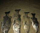 鹿児島県でランカー砂ヒラ釣らせます 釣り方は分かってるけどランカーは釣れないという方必見！ イメージ3