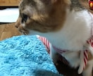 猫の飼い方から病気のトラブルまで、相談に乗ります 【元獣医師・現在11匹の猫を飼っています】 イメージ3