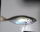 これから釣りを始める方へ釣りの基本を教えます 釣り歴８年が釣りの基本 基礎知識 やり方等を教えます。 イメージ3