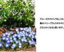 花の種　いろいろ　選べます 自家栽培の種ですが、いろいろあります。 イメージ9