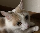 愚痴ききます アダルトはNGです。話しききます。 イメージ1