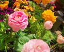 今の時期にぴったりの寄植えを提案します 今の季節に合わせた寄植えの作り方 イメージ1