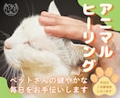 大切なペットさんへアニマルヒーリングをします ✤動物さんの健やかな毎日のお手伝い✤お家でゆったりヒーリング イメージ1