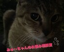 ペットの相談事承ります どうしたらいいか分からないあなたへ イメージ1