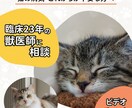猫の持病とホームケア。ビデオで不安に寄り添います あなたの選択で大丈夫、と言える根拠を一緒に探しましょう イメージ1