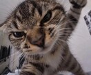 お仕事や恋愛や友達関係などを相談乗りますます なんでも相談乗ります！！いつでもご相談ください イメージ1