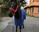 競馬・乗馬など馬についての質問に答えます 競馬予想に役立てたい事や乗馬でのコツなど！ イメージ1