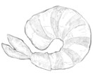 繊細で美しい小物の線画イラストを作成します 食べ物・花・小物のご依頼承ります。 イメージ3