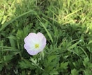 コミュニケーションレッスンをします トマウマなどコミュニケーションに苦手意識のある方に向けて イメージ2