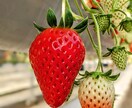 イチゴの作り方教えます イチゴを生産しています。ぜひ聞いてみて下さい。 イメージ3