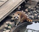 話し相手【電話】悩み相談乗ります 不安なこと、愚痴も、悩みも、また楽しかった、嬉しかったシェア イメージ3