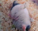 心の病と生き物の飼育についての辛さや悩みを聞きます 独りで抱えず、吐き出して下さい。自分もうつなどの経験者です。 イメージ1