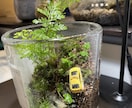 苔テラリウム･パルダリウム作成します お家に小さな森を取り入れませんか？ イメージ4