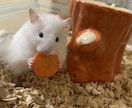 ハムスターの飼い方ご相談のります ハムスター迎えたいけど不安または迎えたけど悩まれてる方 イメージ4