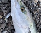 和歌山県で海釣りポイント教えます 海釣りで釣れるポイント釣れる魚教えます イメージ4