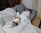 犬のしつけ相談にのります 犬との豊かな生活をおくりましょう イメージ3