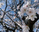 あなたのお話、なんでも聞きます あなたの抱える苦しみ、喜び、悩み、なんでもお話ください。 イメージ1