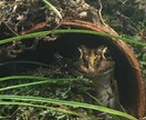 ヘビ、トカゲ、カメ、カエルの飼育相談のります 現在日本産(野生由来)のもの22種50匹ほど飼育中。 イメージ8