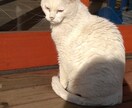 5日間ショートメール感覚で、悩みやお話伺います 長文苦手な方、友達感覚でやり取りしたい方など歓迎！ イメージ1