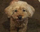 わんちゃん、猫ちゃん専門。獣医師がお答えします お気軽になんでもご相談ください。 イメージ1