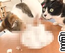 低価格で動画編集、サムネイル作成させて頂きます なるべく低コストで動画編集をして欲しい方へ！ イメージ2