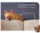 フレンチブルドッグと暮らす家のPLAN作ります 愛BUHIオーナーの私が一緒に、快適フレブルハウス考えます。 イメージ1