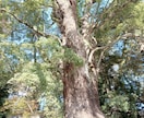 マヤ暦で知る！あなたの人生の特徴や役割を占います マヤ暦を使って、13の音と太陽の紋章で貴方の人生を占います。 イメージ7