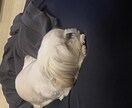 犬の気持ち分かる気がします。犬の育て方相談乗ります ペットショップ出身アウト。保護犬の気持ち代弁します！ イメージ1