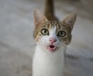 AI英語翻訳を丁寧にネイティブチェックします プロ品質でAI翻訳・英訳が生まれ変わります イメージ9