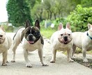ペットの可愛い表情を撮影します ペットとの大切な日常の思い出を写真に残しませんか？ イメージ7
