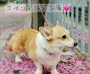 愛犬の生活全般のお悩み相談させていただきます WANちゃんの性格診断を行い、その仔に合せたアドバイス！ イメージ3