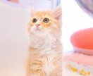 彼氏になって2日間チャットでお話し相手になります 女性限定‼️ワンコインで手軽に寂しさ解消しませんか？✨ イメージ7