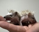 初めてハリネズミを飼いたい人にアドバイスします ハリネズミブリーダー歴8年の実績を活かして飼い方をサポート！ イメージ2