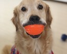 ドッグトレーナーが愛犬との向き合い方を教えます ワンちゃんについての悩みを解決しよう！ イメージ8